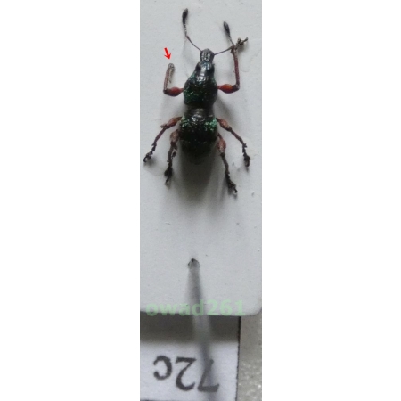 Neopyrgops sp. Heller, 1913 Philippines72c